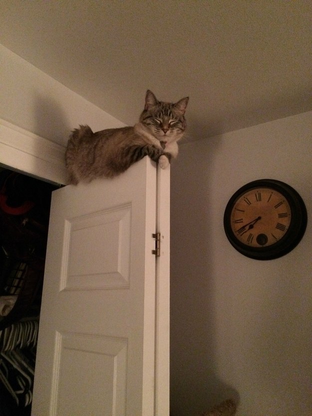 macska